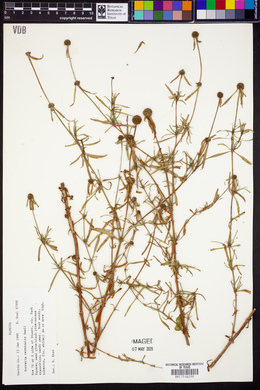 Borreria terminalis image