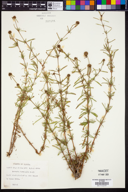 Borreria terminalis image