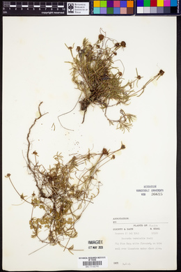 Borreria terminalis image