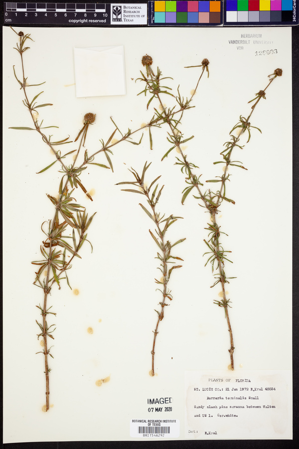 Borreria image
