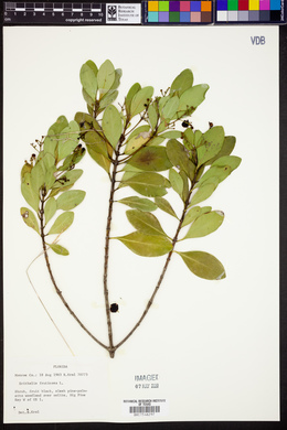 Erithalis fruticosa image