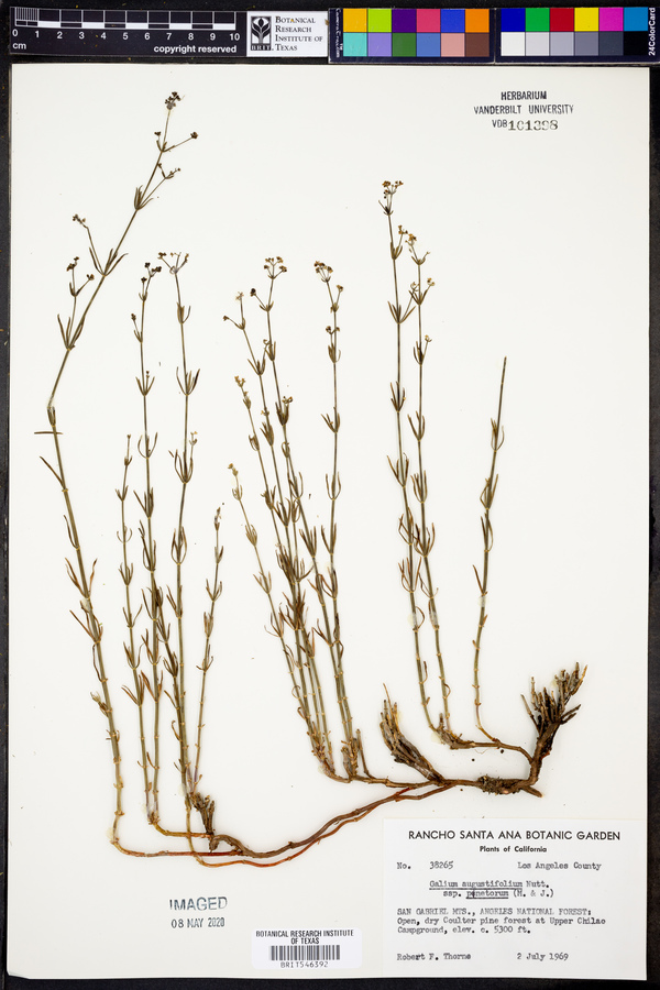Galium angustifolium var. pinetorum image