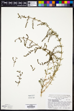 Galium angustifolium image