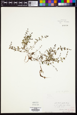 Galium palustre image