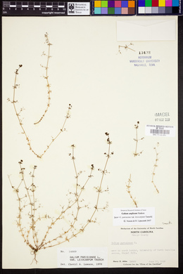 Galium anglicum image