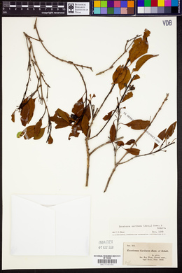 Exostema caribaeum image
