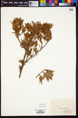 Ernodea littoralis image