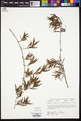 Ernodea littoralis image