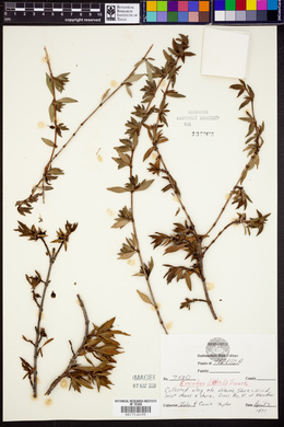 Ernodea litoralis image