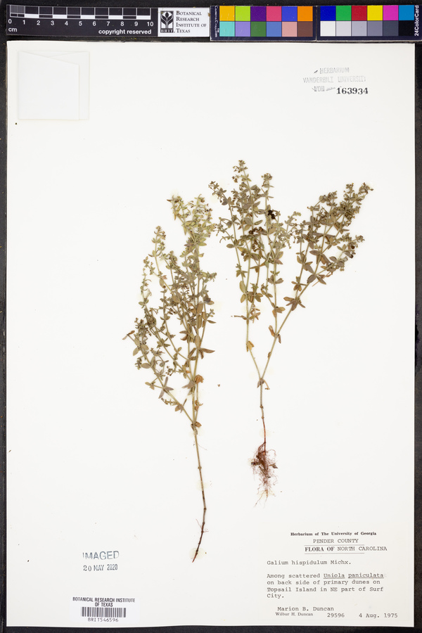 Galium hispidulum image