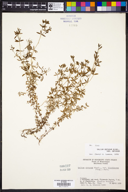 Galium obtusum var. obtusum image