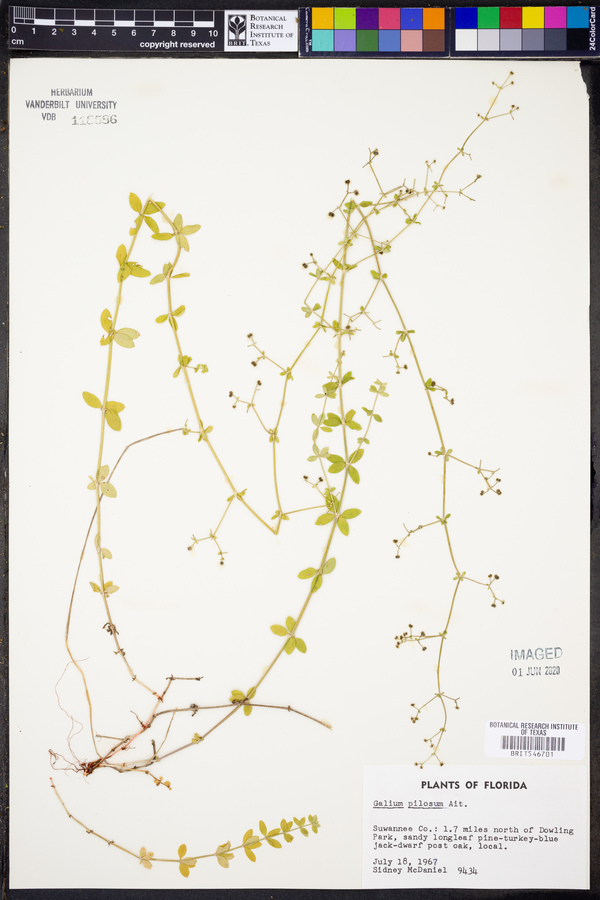 Galium pilosum image