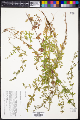 Galium pilosum image