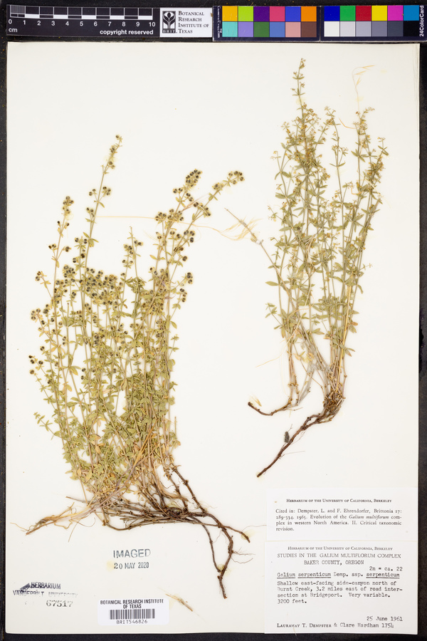 Galium serpenticum subsp. serpenticum image