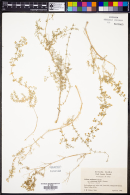Galium stellatum subsp. eremicum image