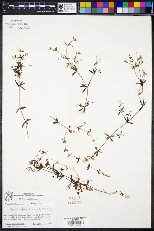 Galium trifidum var. pacificum image