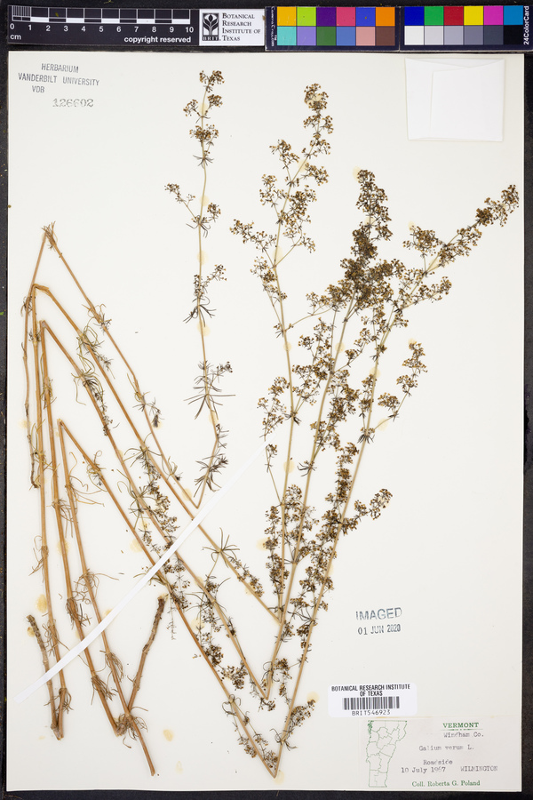 Galium cryptanthum image