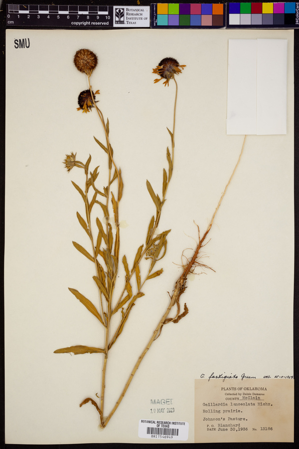 Gaillardia aestivalis var. aestivalis image
