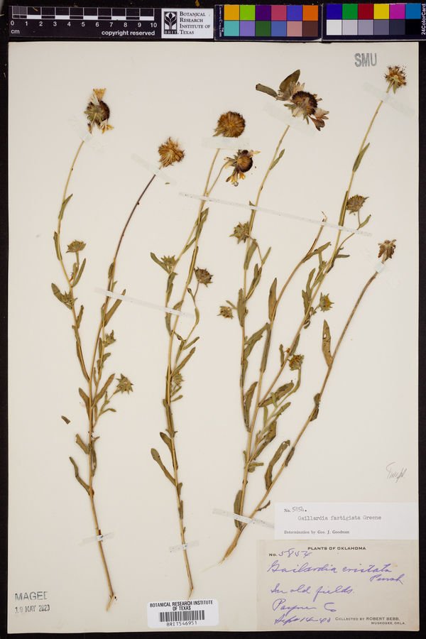 Gaillardia aestivalis var. aestivalis image