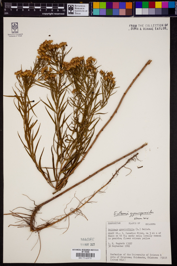 Euthamia gymnospermoides image