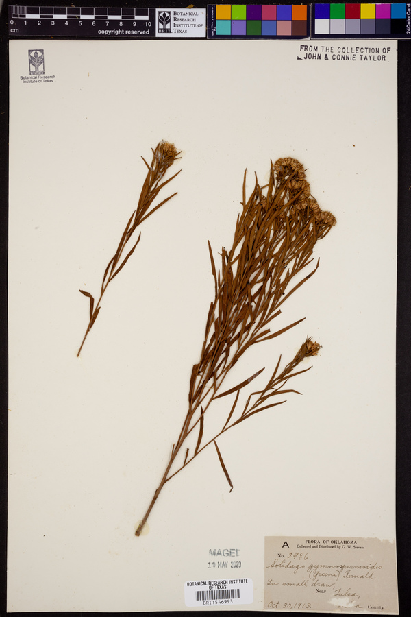 Solidago gymnospermoides image
