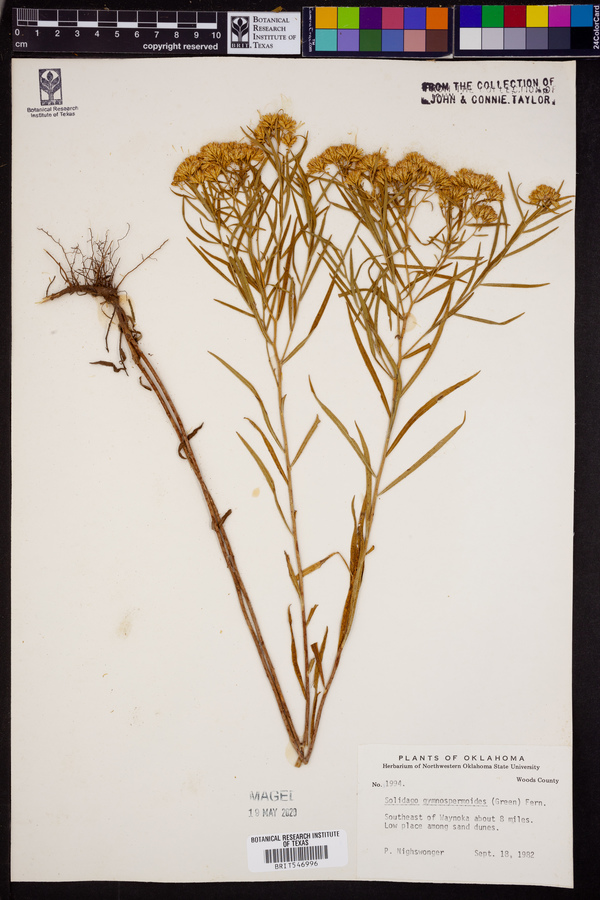 Solidago gymnospermoides image