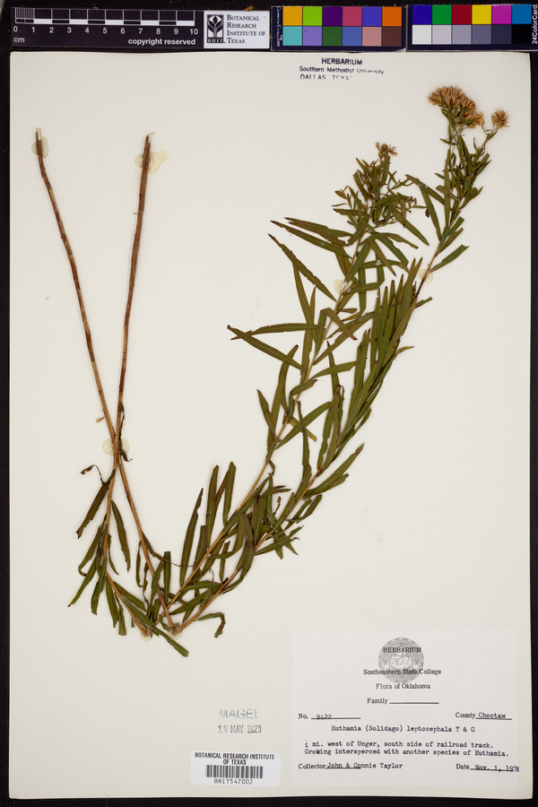 Euthamia leptocephala image
