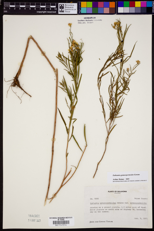 Euthamia gymnospermoides image