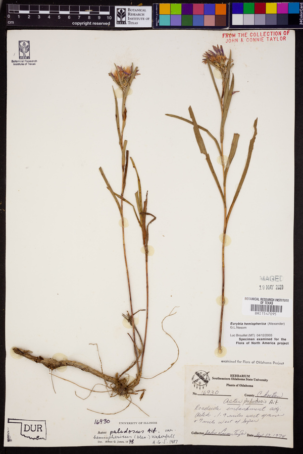 Eurybia hemispherica image