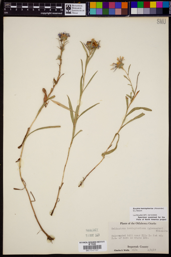 Eurybia hemispherica image