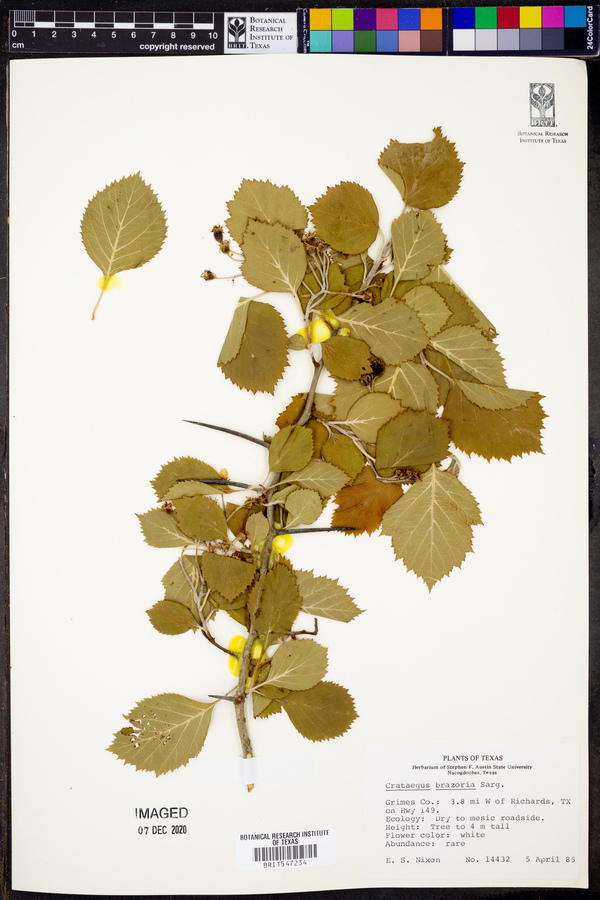 Crataegus brazoria image