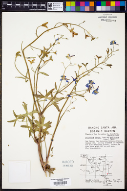 Delphinium parryi subsp. seditiosum image