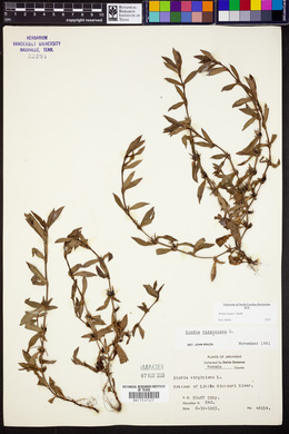 Diodia harperi image