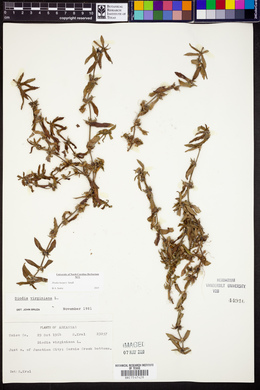 Diodia harperi image