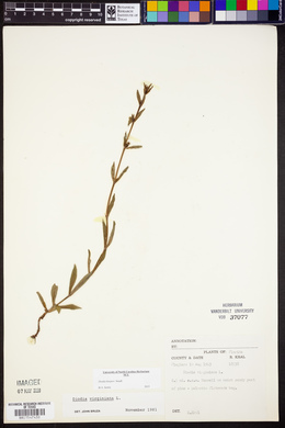 Diodia harperi image
