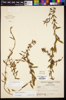 Diodia harperi image