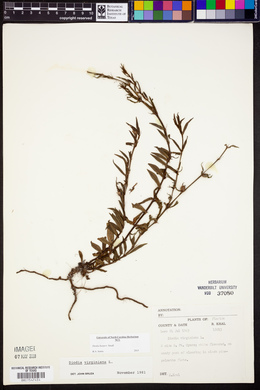 Diodia harperi image