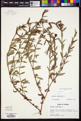 Diodia harperi image