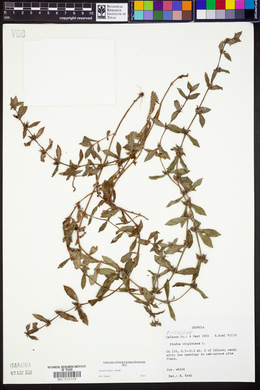 Diodia harperi image