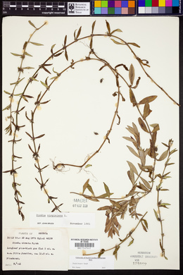 Diodia harperi image