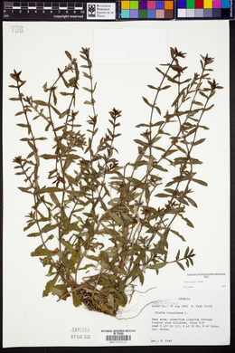 Diodia harperi image