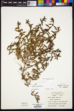 Diodia harperi image