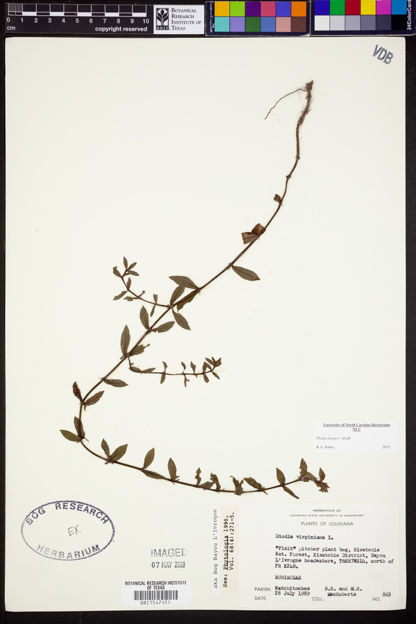 Diodia harperi image