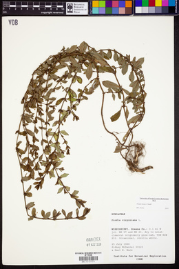 Diodia harperi image