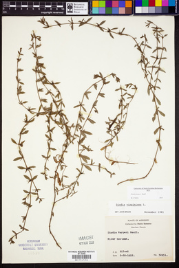 Diodia harperi image