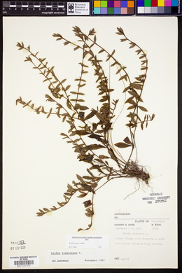 Diodia harperi image
