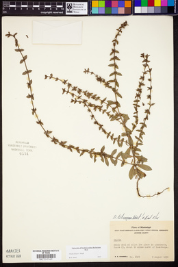Diodia harperi image