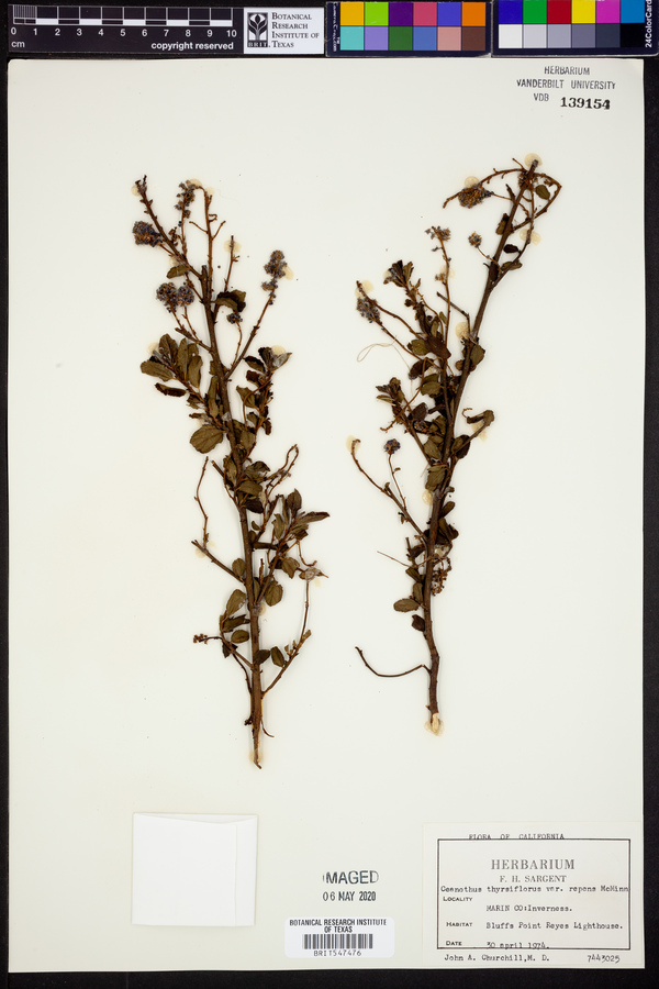 Ceanothus thyrsiflorus var. repens image