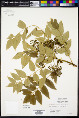 Zanthoxylum clava-herculis image