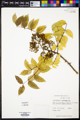 Zanthoxylum clava-herculis image